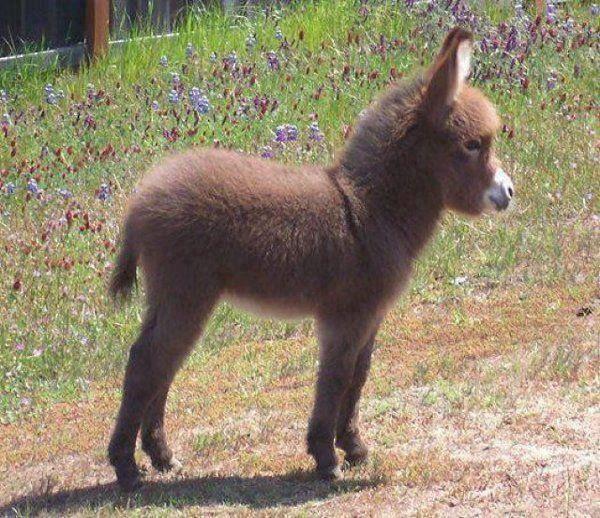 tercera eposha: ¿Es un peluche o es de verdad???