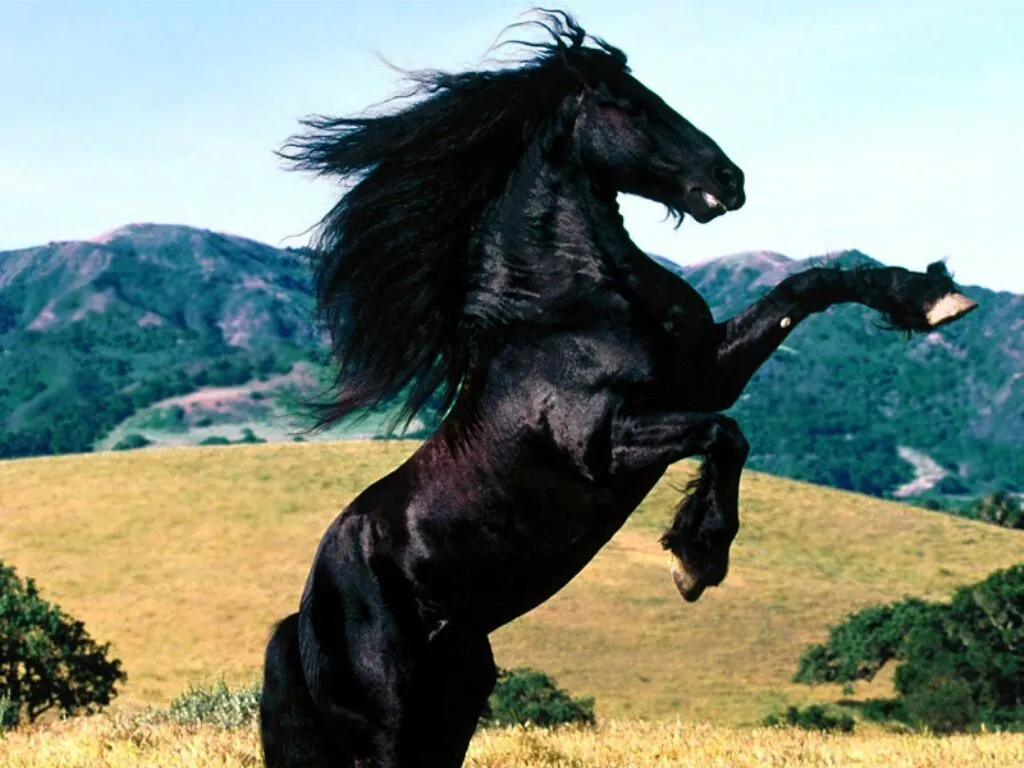 tercera eposha: Hermosos Caballos