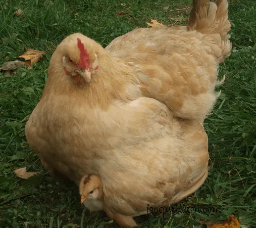 tercera eposha: MAMA GALLINA Y SUS POLLITOS