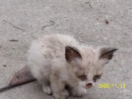 equinoXio » » Gatos abandonados en Bogotá