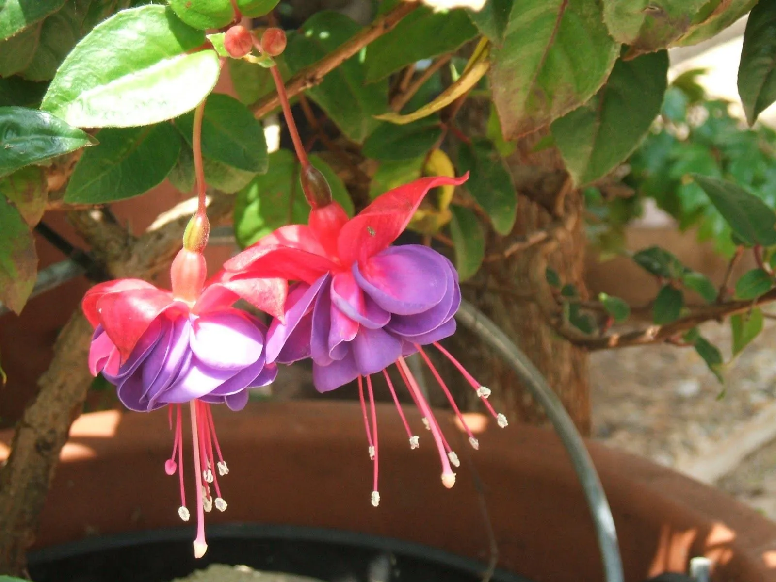 érase una vez... quizá: La flor de la... Fucsia.