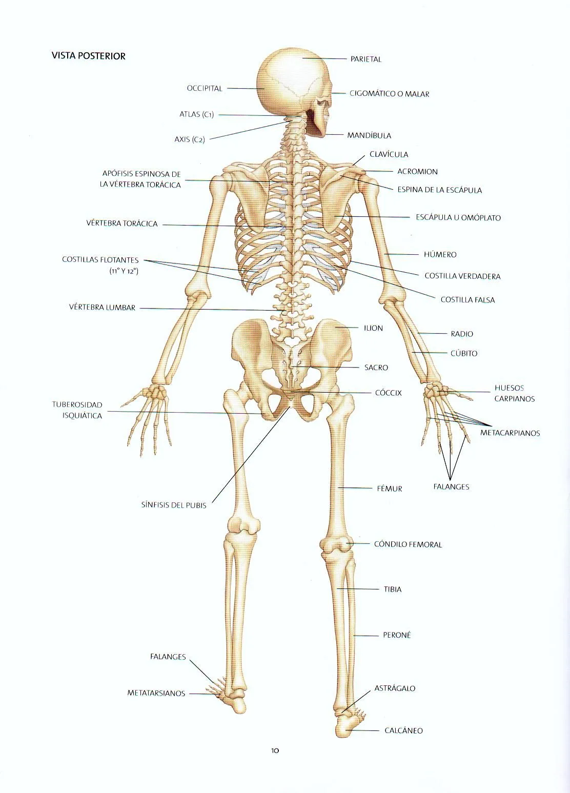 ERGONOMIA PROF. José Luis Pizarro A: SISTEMA ESQUELETICO VISTA ...