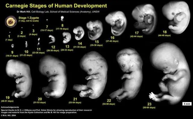 Ericka Gutiérrez Vargas: Desarrollo prenatal