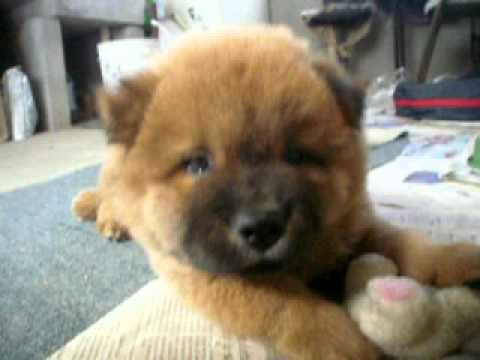 Eros - Bebê Chow-Chow - YouTube