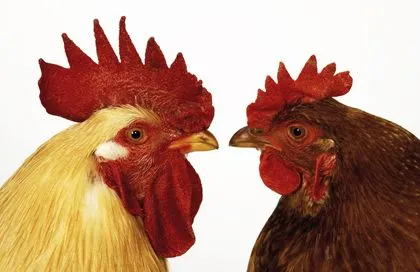 Escalofriorgasmicosmicuántico: Gallo y Gallina