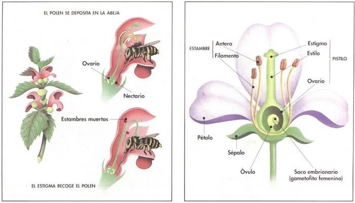 Escola a casa: La flor i les seves parts