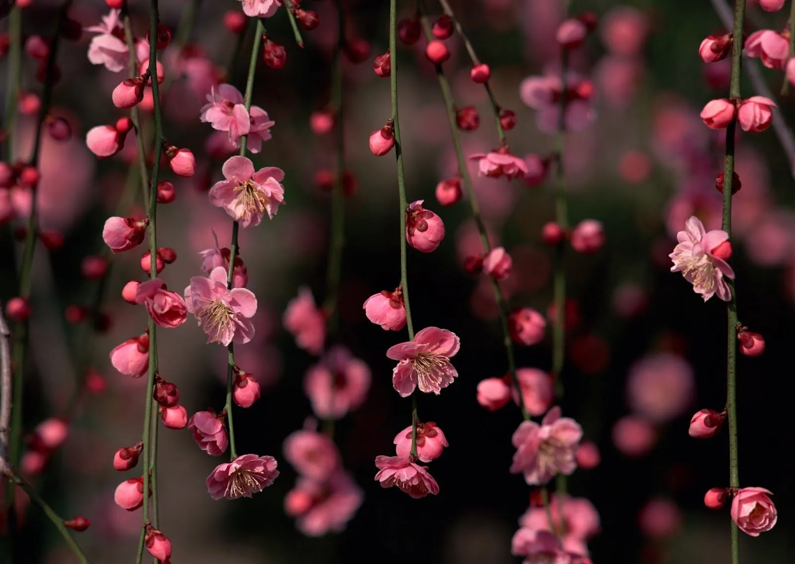 Escondrijos del alma: FLOR DE CEREZO