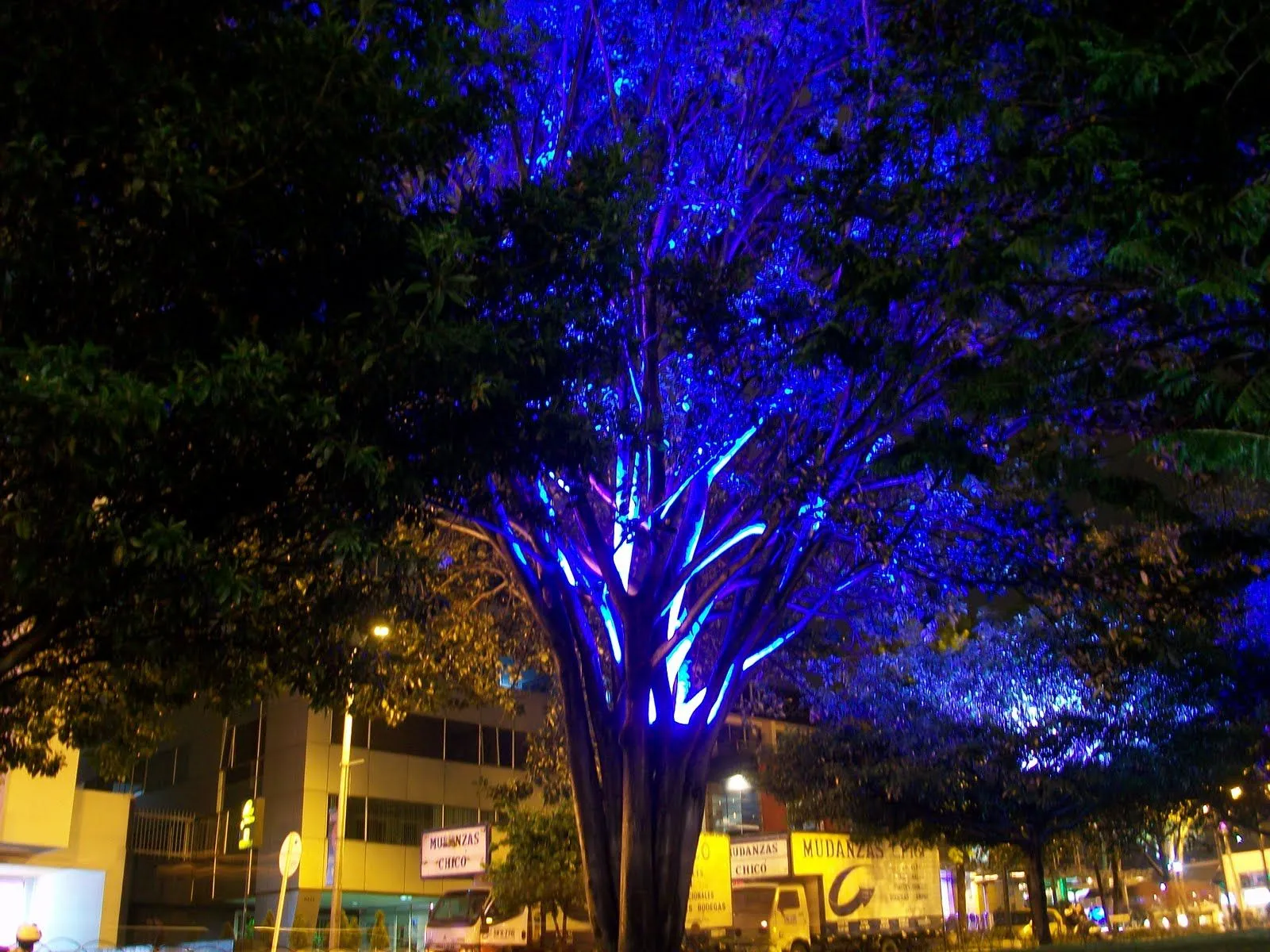 Escribiendo con Luz: arboles de luces