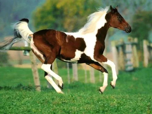 Escucha el sonido de un caballo relinchando - Sonidos de animales