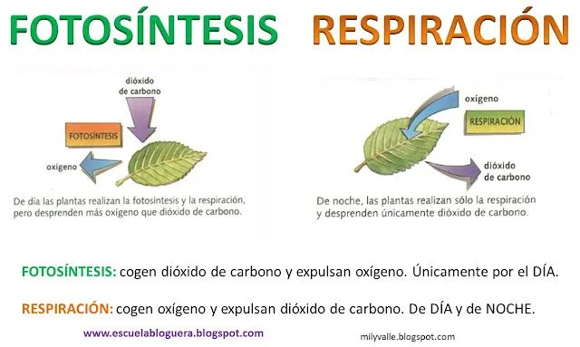 Escuela bloguera: Fotosíntesis/respiración de las plantas