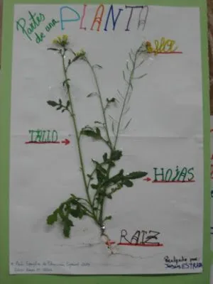 EN LA ESCUELA CABEN TOD@S: LAS PLANTAS