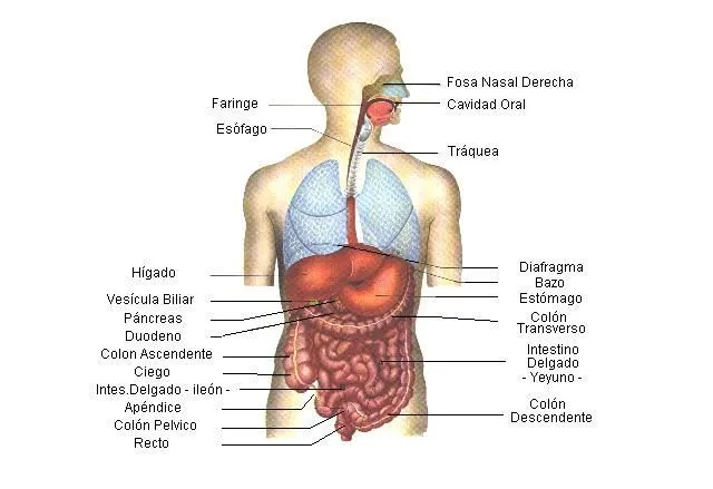 Mi Escuela Divertida: Láminas sobre los Sistemas del Cuerpo Humano