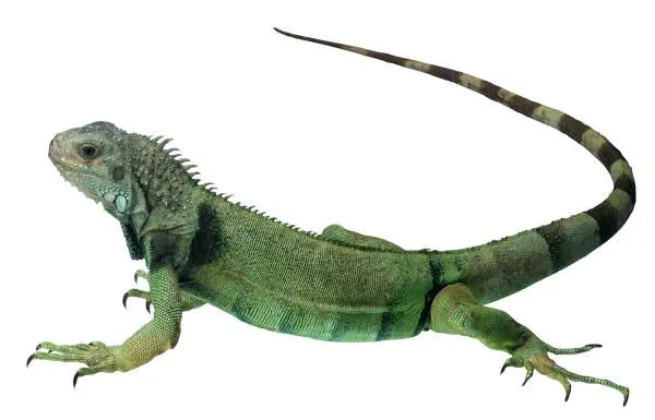 Mundo Animal: Mes de los reptiles