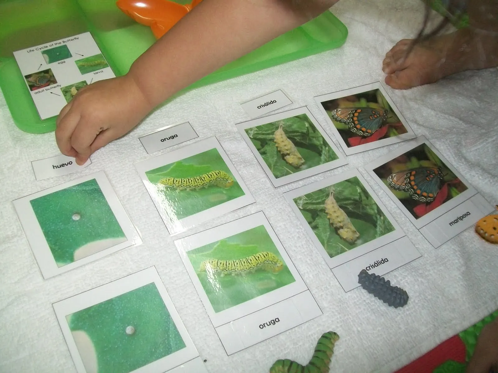 Mi Escuelita Montessori: Ciclo de Vida de la Mariposa / Life Cycle ...