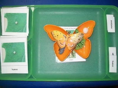 Mi Escuelita Montessori: Ciclo de Vida de la Mariposa / Life Cycle ...