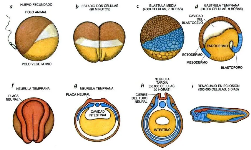 ESCULTORES DE LA FORMA CORPORAL | Obstinados navegantes en océanos ...