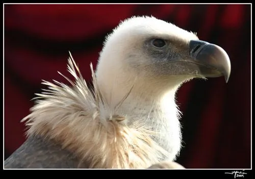 esencial o menos: Aves de rapiña