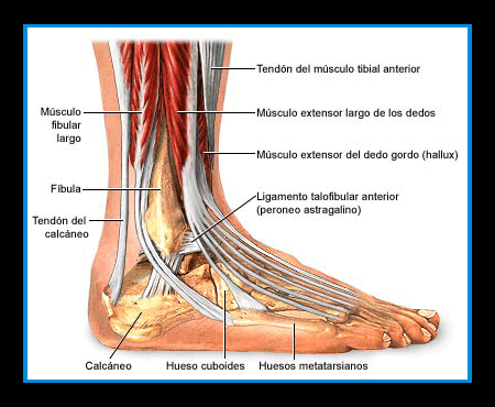 Esguince de tobillo. Todo lo que hay que saber | Net Blog