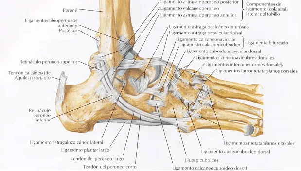 El por qué de los esguinces de tobillo | Nutrición Salud y Deporte