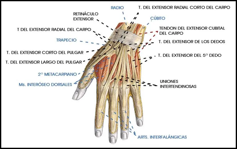 ESPACIO, AMOR Y LOCURA: TENDINITIS DE LA EE SS -X- MANO (IV ...