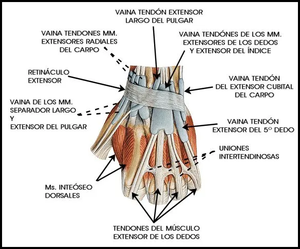 ESPACIO, AMOR Y LOCURA: TENDINITIS DE LA EE SS -X- MANO (IV ...