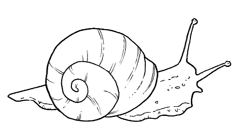 ESPAÇO EDUCAR: 30 desenhos de caracol para colorir!