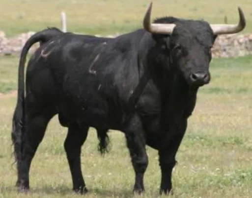 TORO DE LIDIA|Espadas históricas, decorativas, funcionales ...