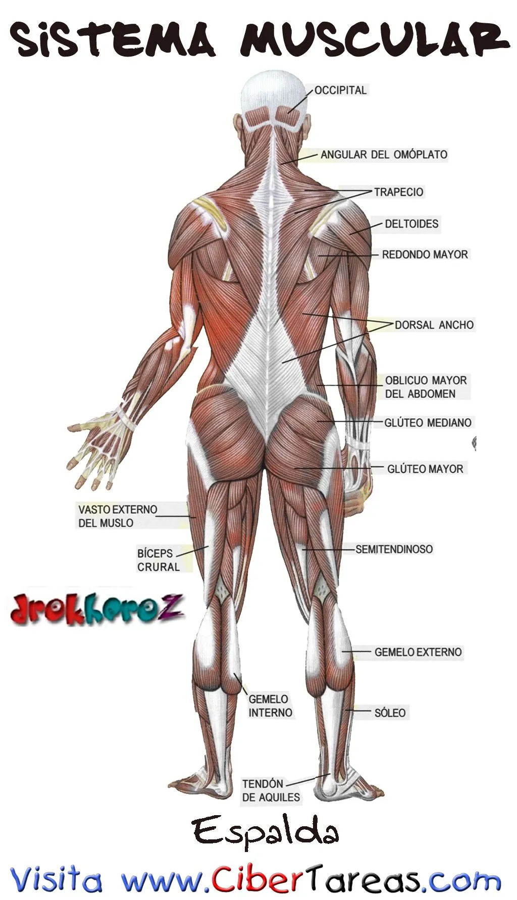 Espalda - Sistema Muscular - CiberTareas