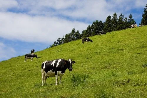 Donde en españa hay paisajes verdes y bonitos, en plan praderas y ...