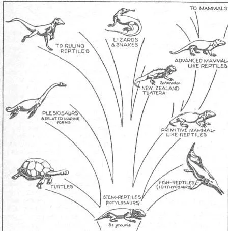 Español internacional: Paleontología