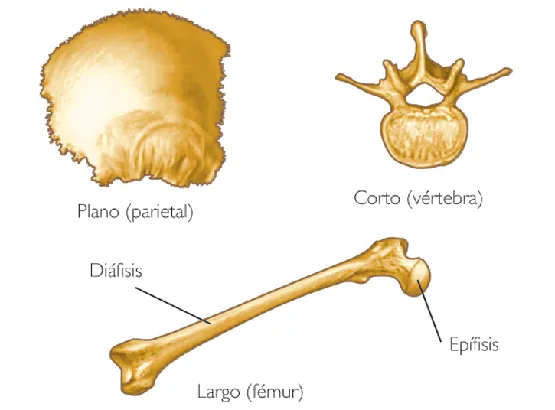 mi especialidad: ANATOMIA TEJIDO OSEO