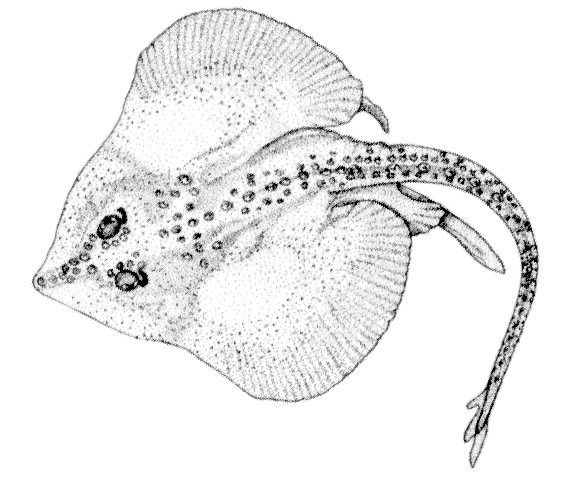 Especies endémicas para colorear - Imagui