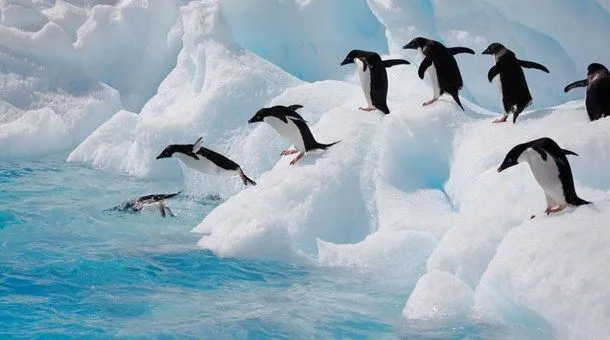 Especies: Pingüino adelaida | Susurradora de pingüinos