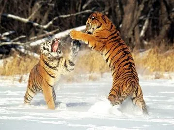 Foto de tigres peleando