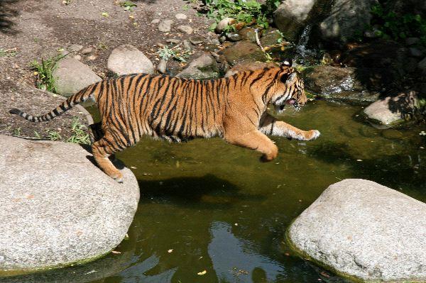 Imagenes de tigres saltando - Imagui