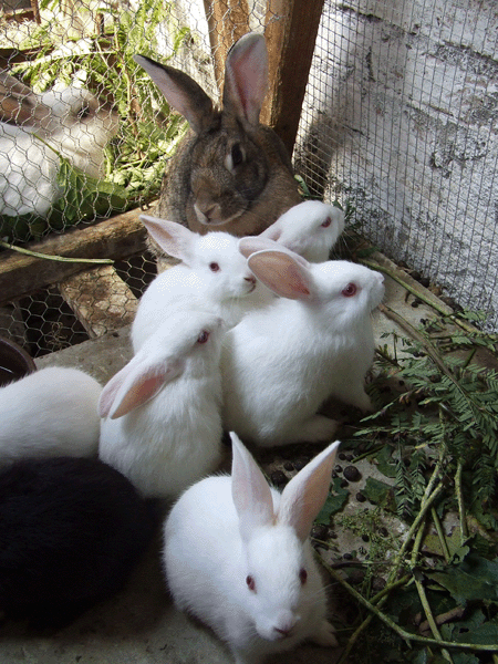 especies_menores: CRIA DE CONEJO