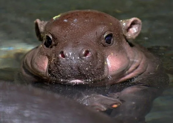 Espectaculares fotos de animales - Taringa!