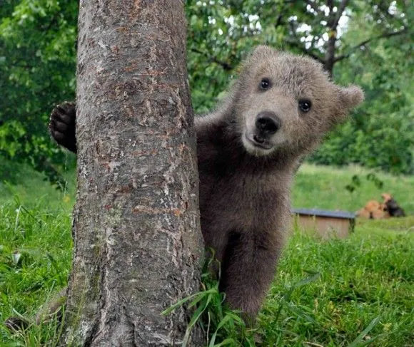 Un cachorro de oso pardo (Ursus arctos), juega en el pueblo de Podvrh ...