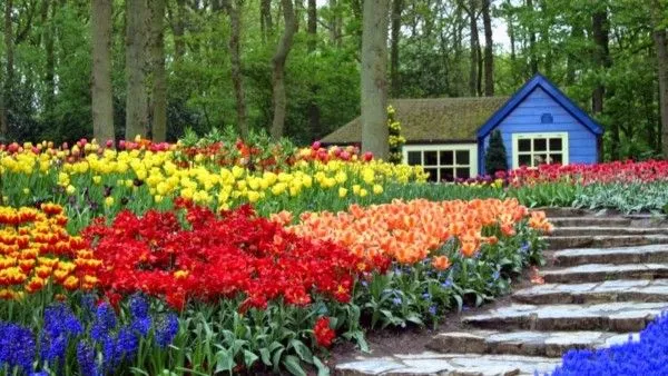 Espectaculares Paisajes con flores de colores muy bonitas ...