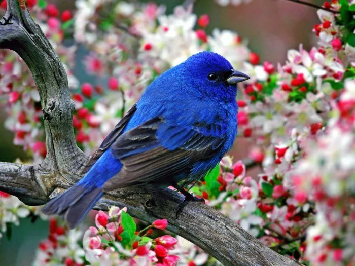 Fotos de pájaros azules - Imagui