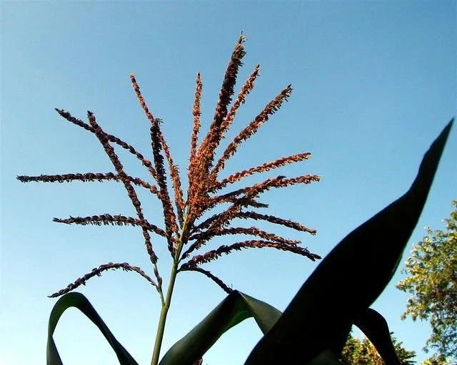 Espiga de maiz | El maíz, su cultivo y elaboración o procesa ...