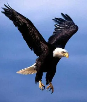 espiritu valentia las plumas de aguila son usadas en todo