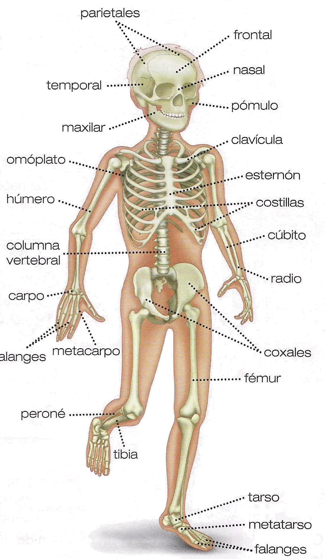 esqueleto 6º | pazmoll