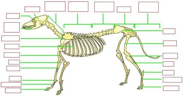 Esqueleto de animal para colorear - Imagui