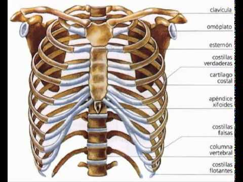 Esqueleto axial y apendicular para colorear - Imagui