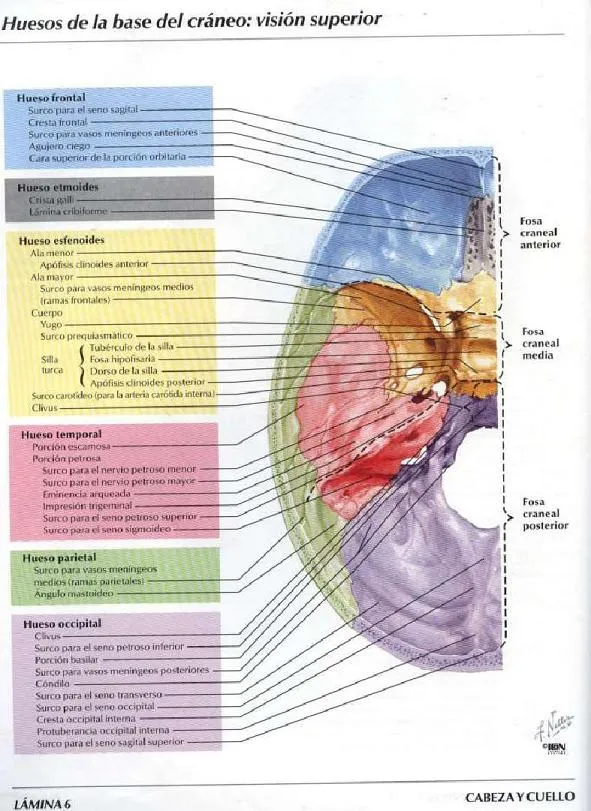 Nuestro esqueleto: Cabeza y cuello: Huesos craneales (