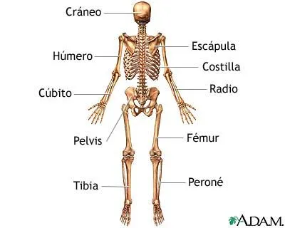 EL ESQUELETO | NUESTRA CLASE