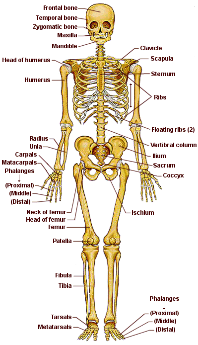 Cinesiologia: Osteologia