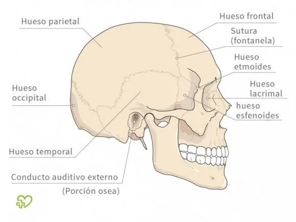 El esqueleto El cráneo: El viscerocráneo, El viscerocráneo - Onmeda.es