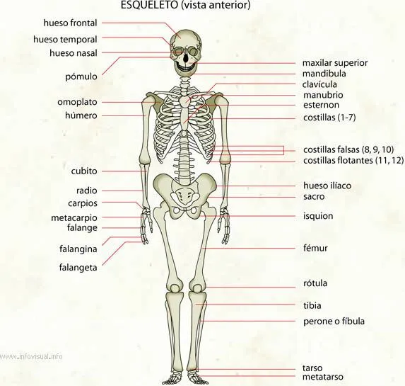 Esqueleto - El Diccionario Visual